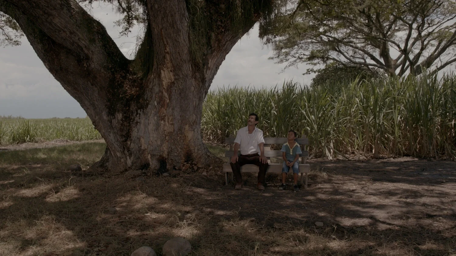 Land and Shade