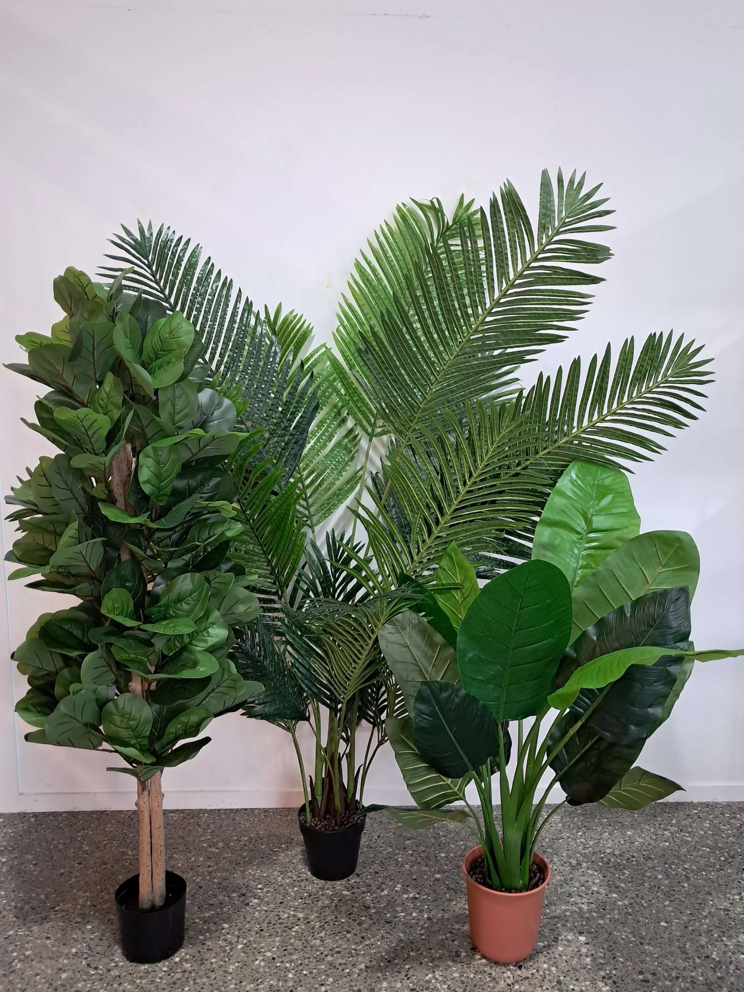 Indoor Plants