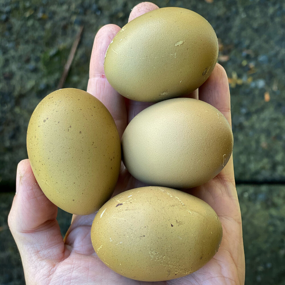 olive egger chicken egg