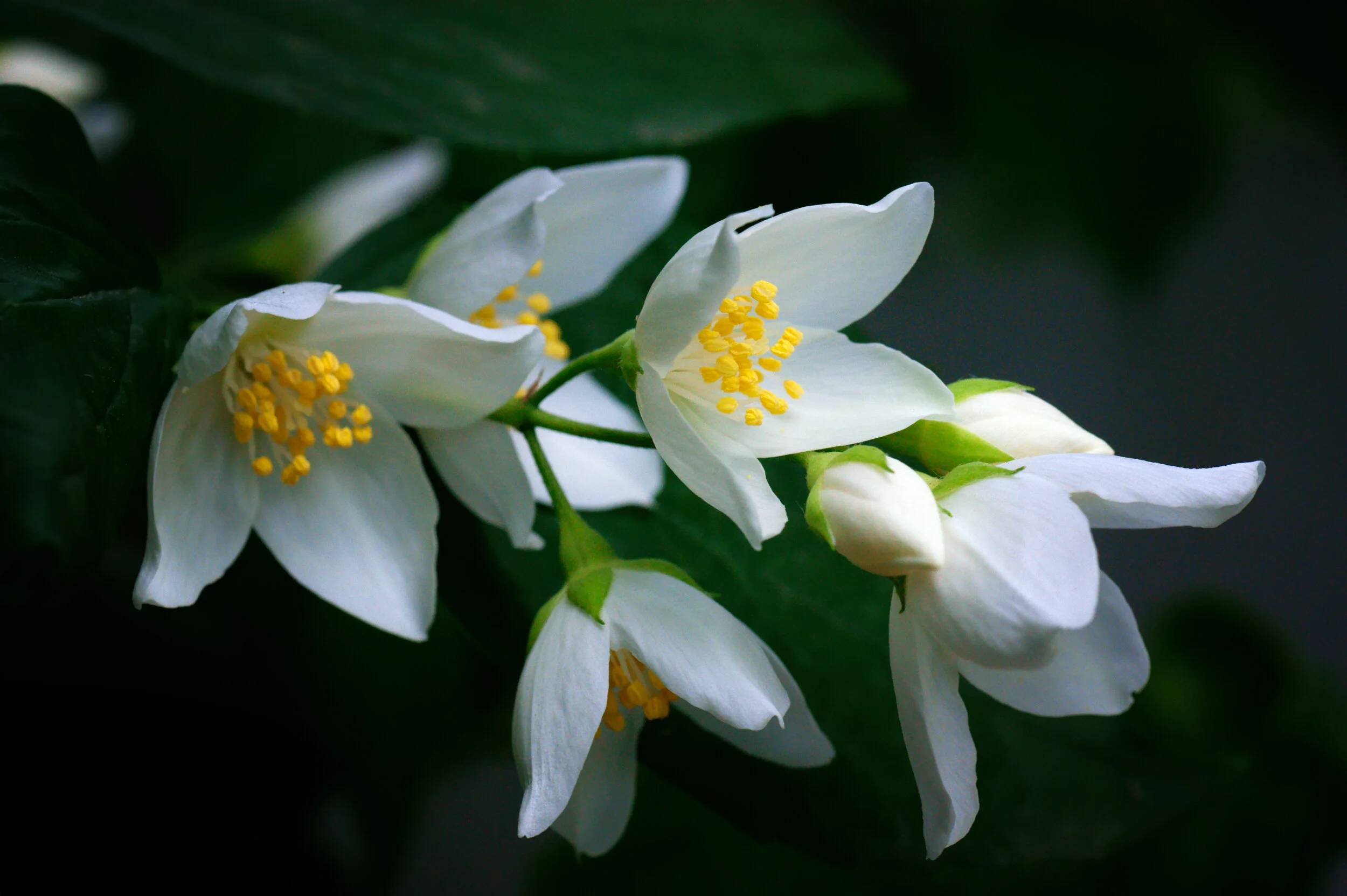 Jasmine - An Oil for Full Moons