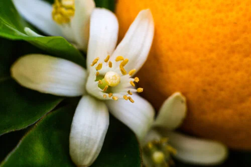 Neroli  - Intimacy