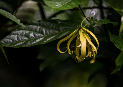 Ylang Ylang - The Sensual Cooler