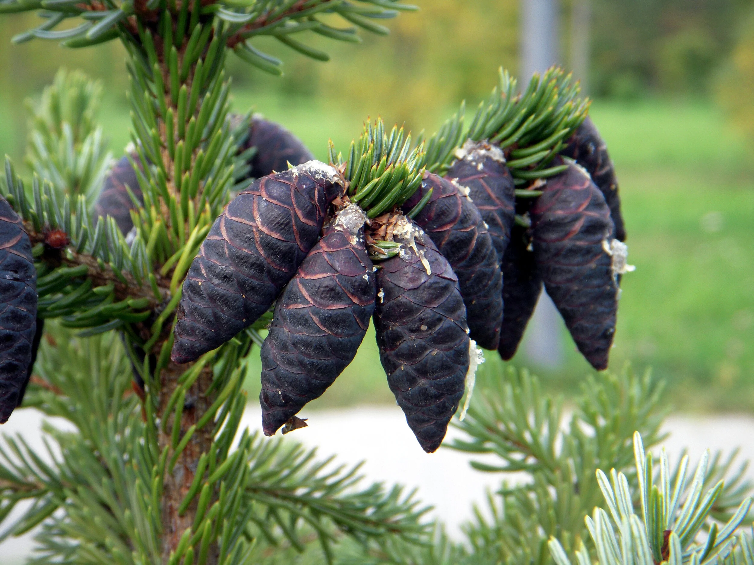 Black Spruce - Eternal Wonder