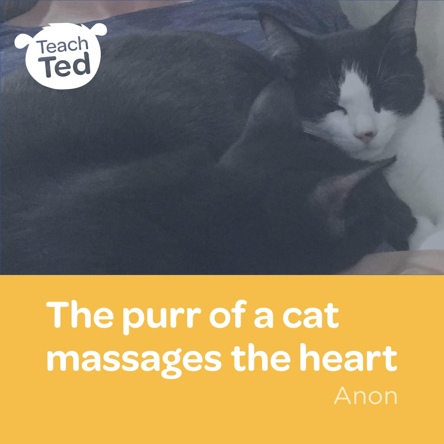 Teach_Ted_cat_massages_the_heart.JPG