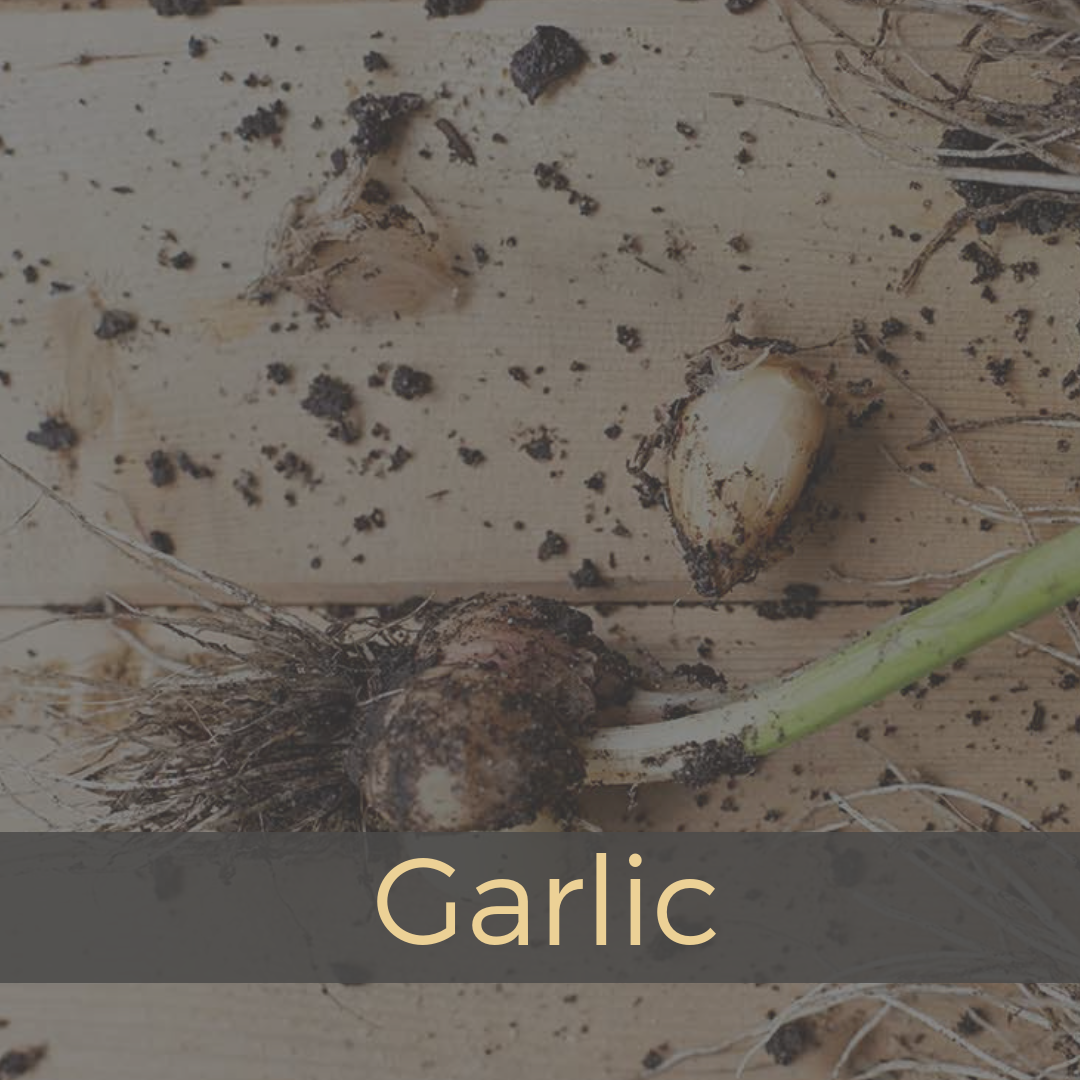 garlic.png