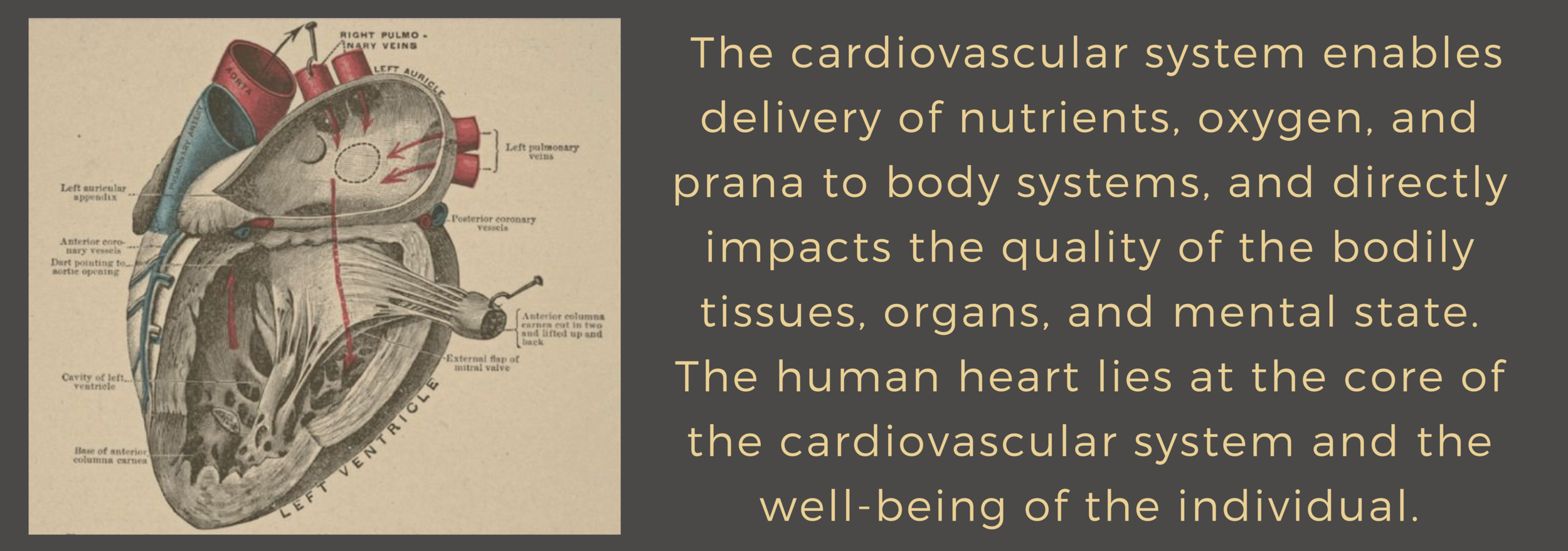 Gerson Ayurveda Cardiovascular System.png