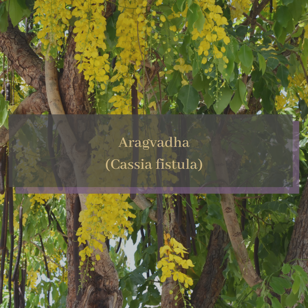 Aragvadha (Cassia fistula).png