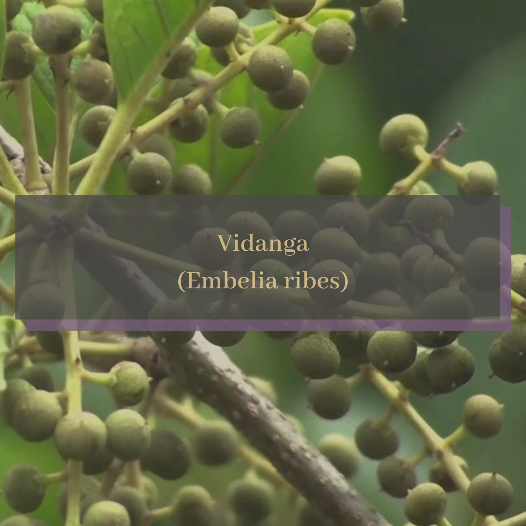 Vidanga (Embelia ribes).png