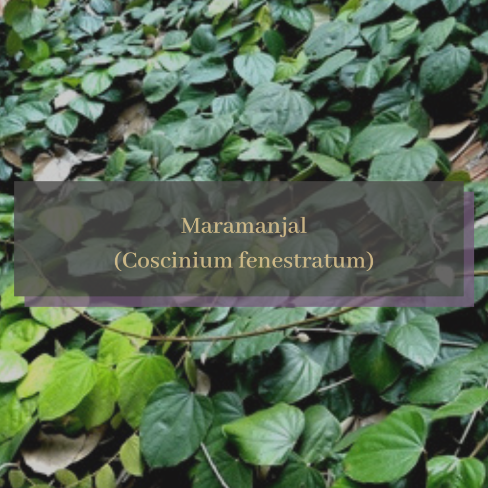 Maramanjal (Coscinium fenestratum).png