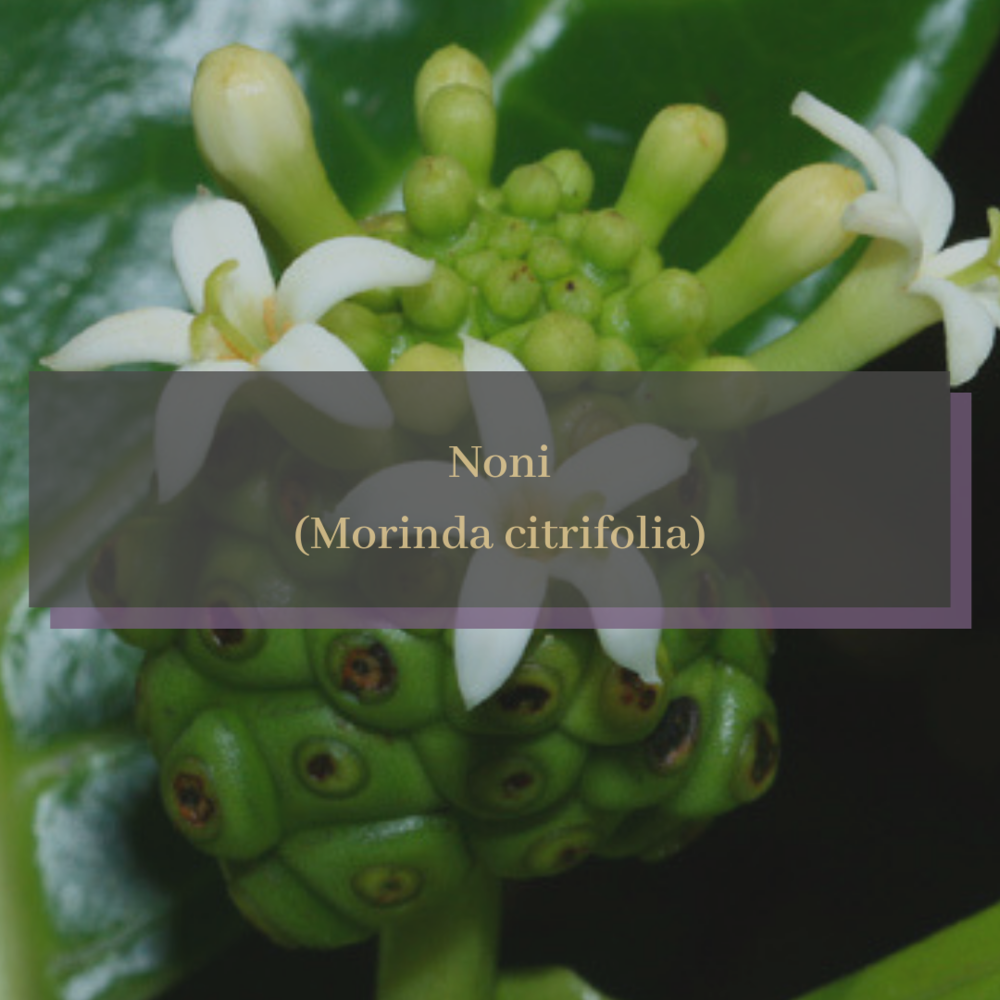Noni (Morinda citrifolia).png