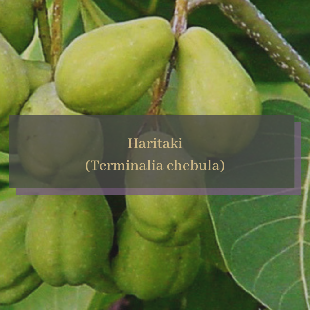 Haritaki (Terminalia chebula).png