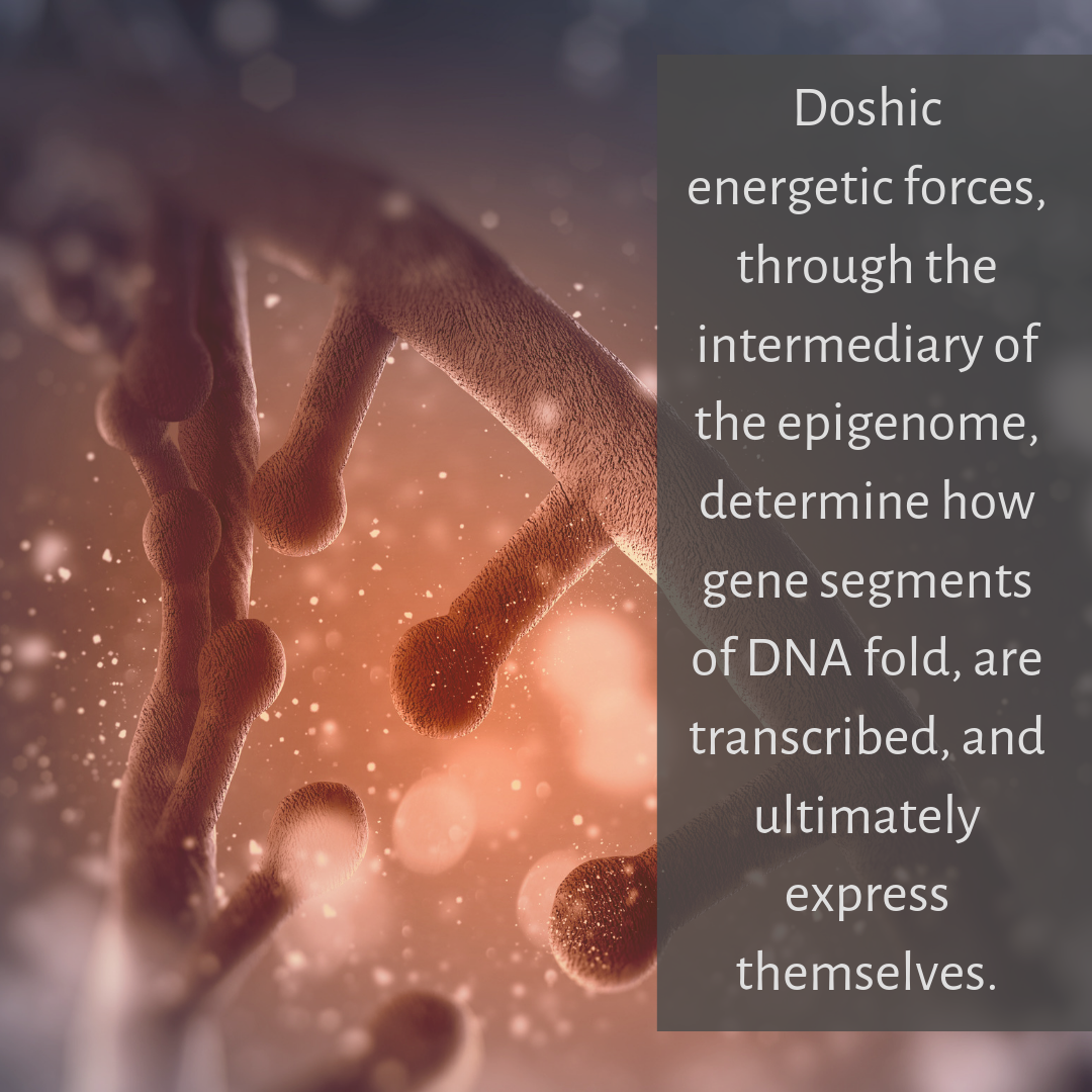 Doshas and DNA.png