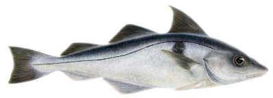 haddock.png