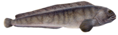 catfish.png
