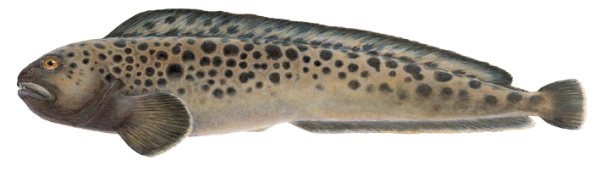 hlyri.png