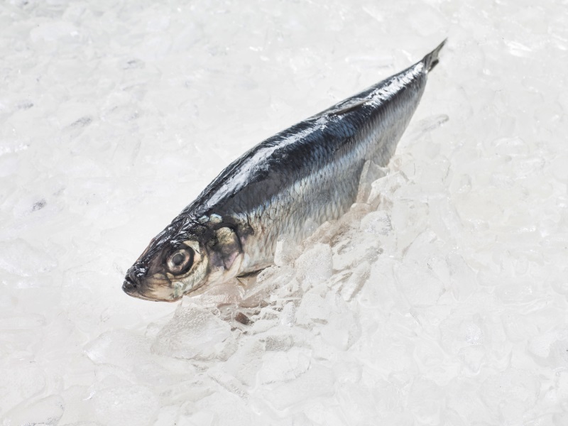 herring_kmaack_1.jpg
