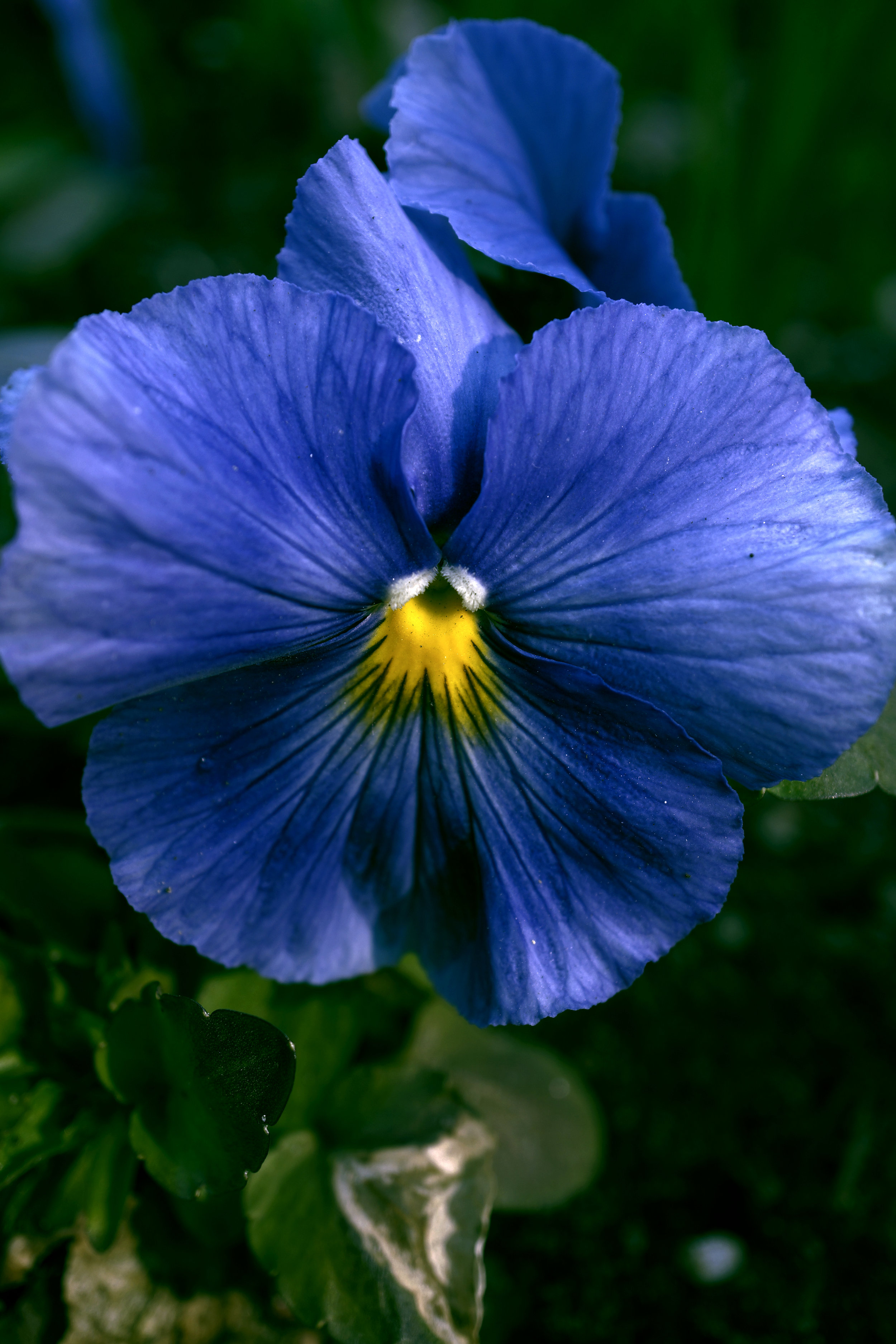 blue.jpg