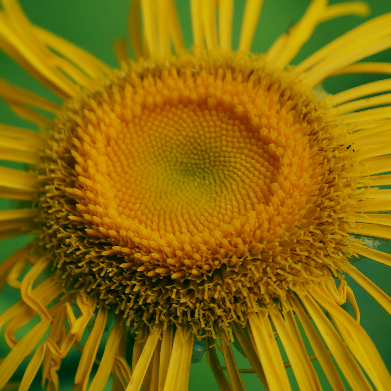 sunwhat4.jpg