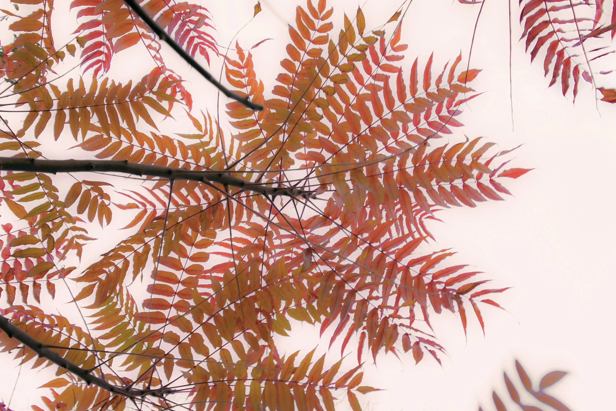 Japanese leaves 3.jpg