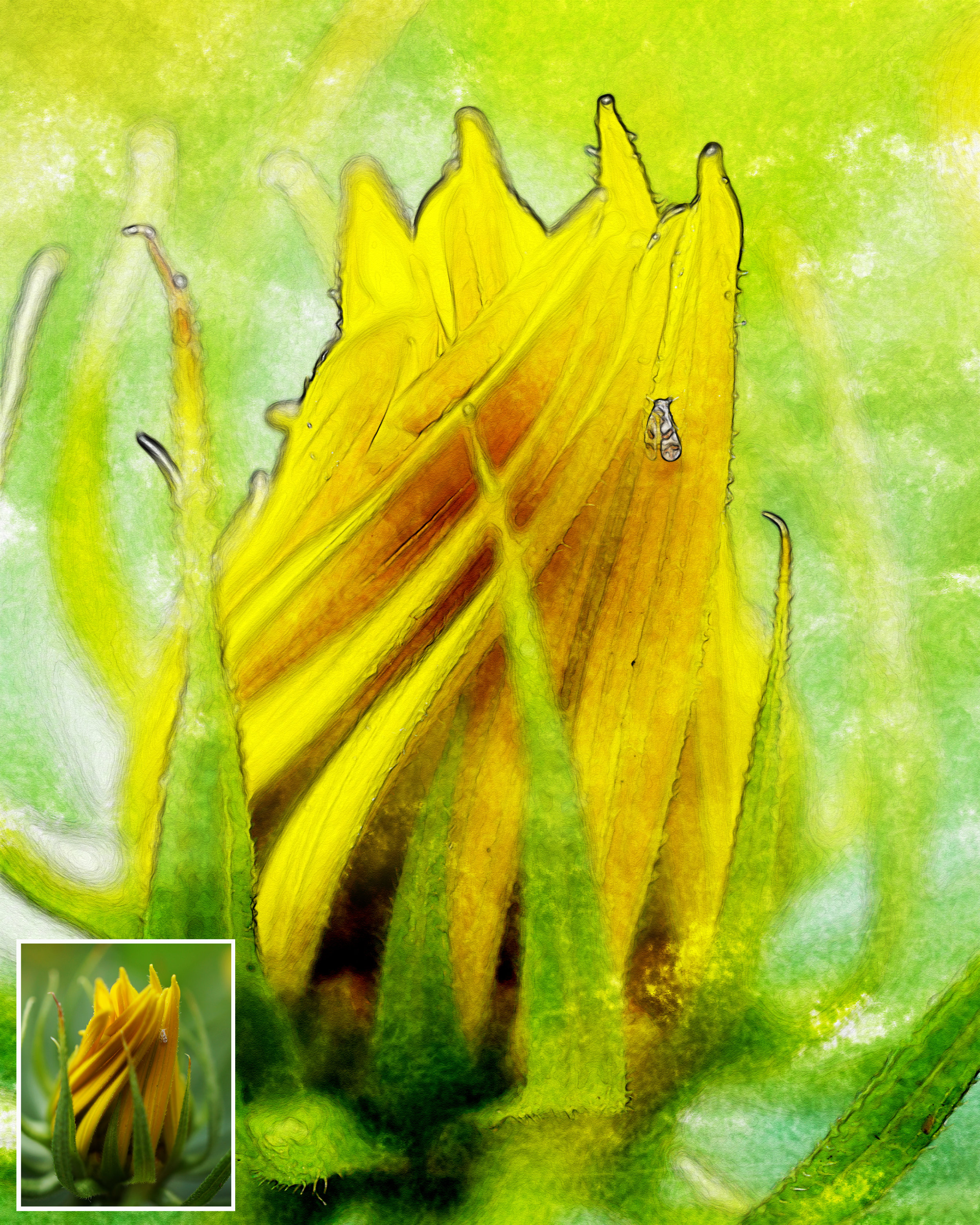 Bug me3 Watercolor with original.jpg