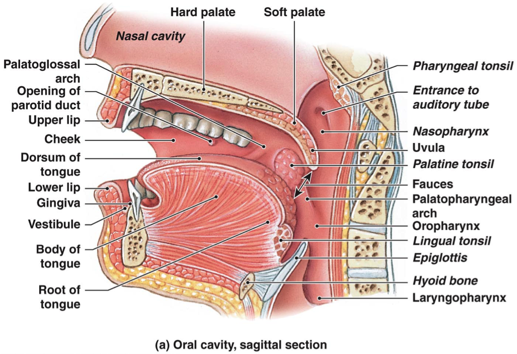 How to reduce Tongue Tension — Beth Roars