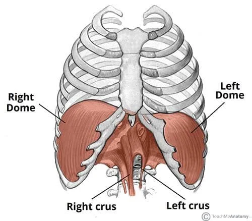 How Does the Diaphragm Work When You Sing?