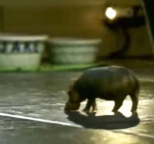 Canadian House Hippo