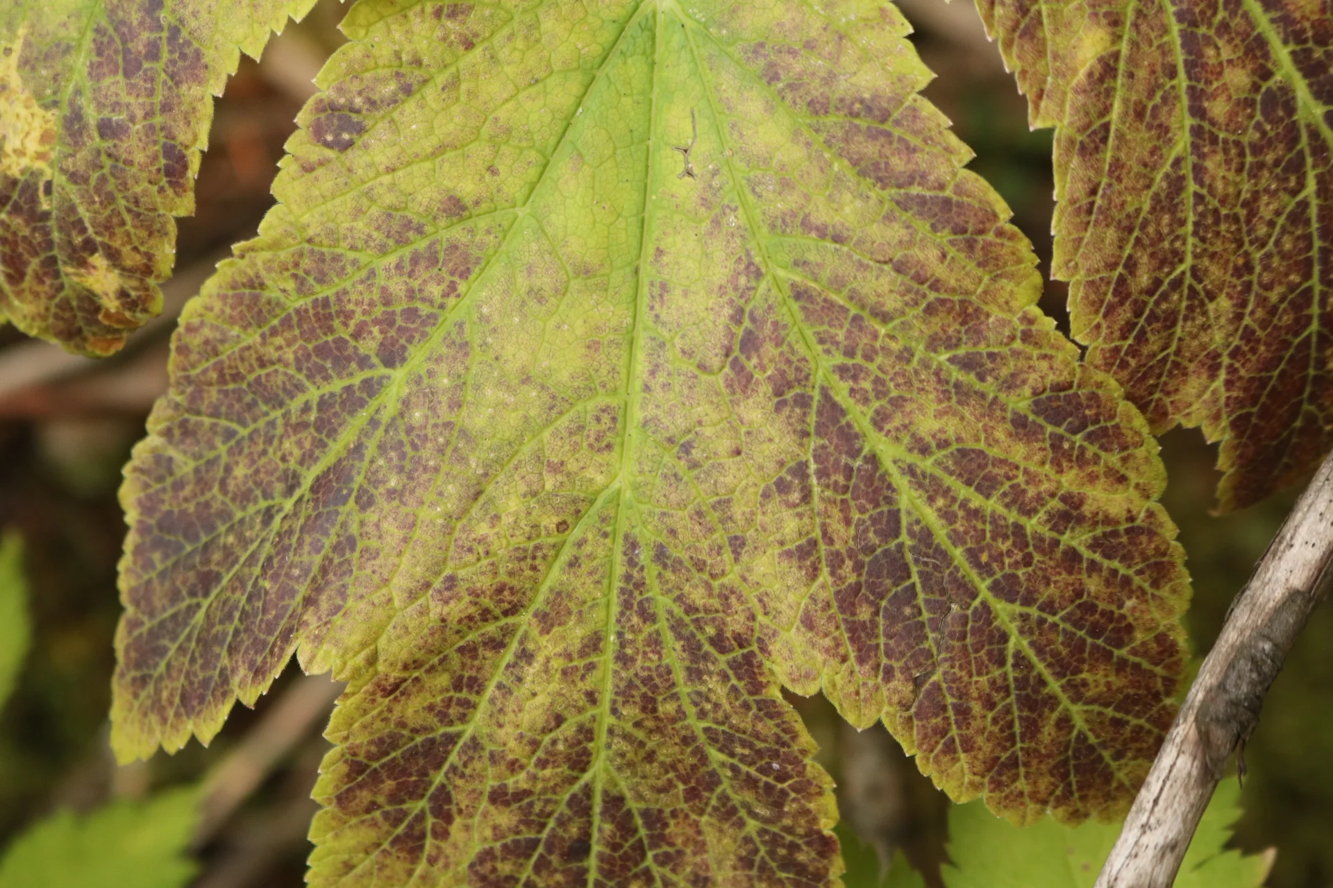 Leaf.jpeg