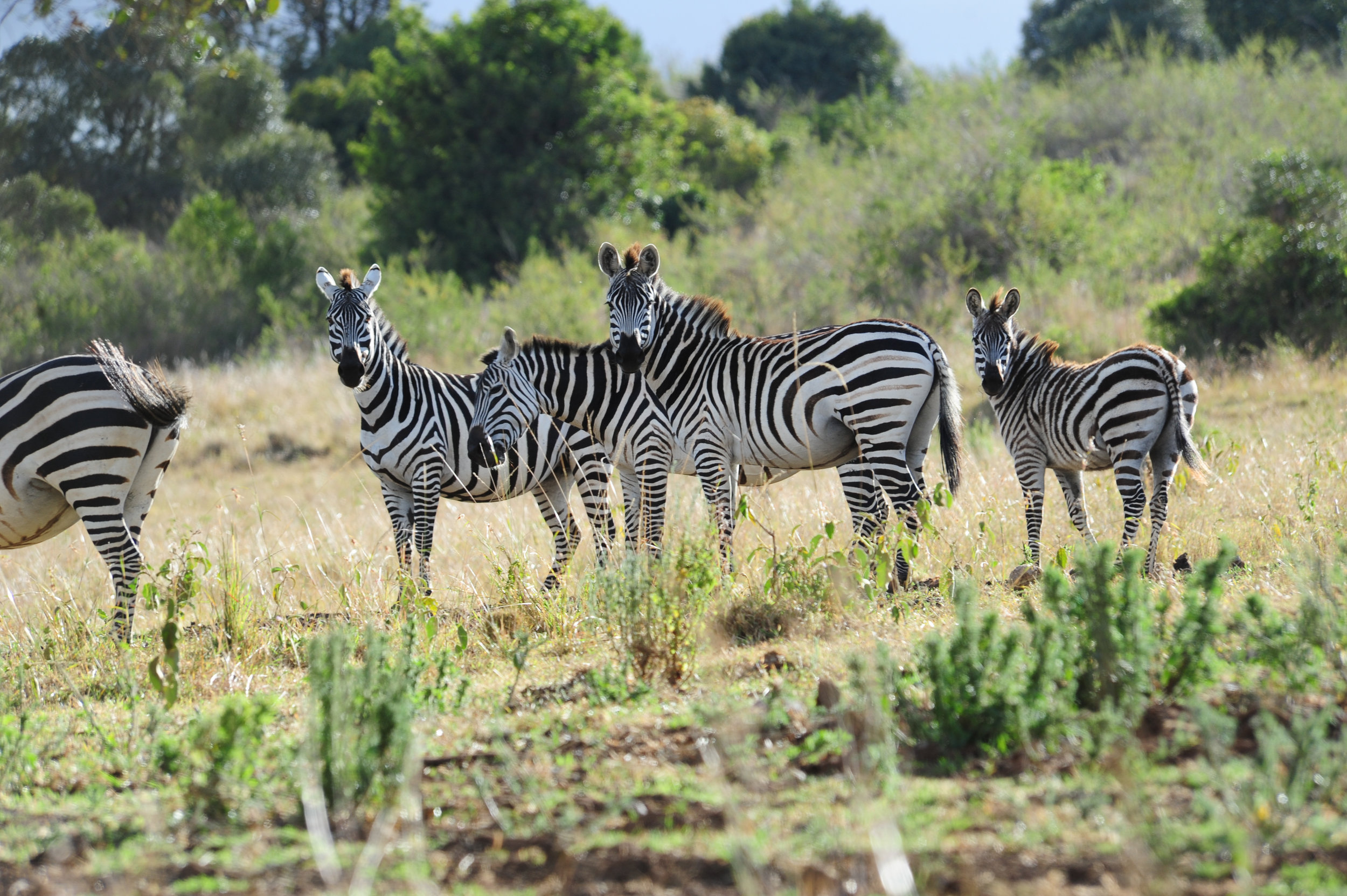 KarisiaWildlife-36.jpg