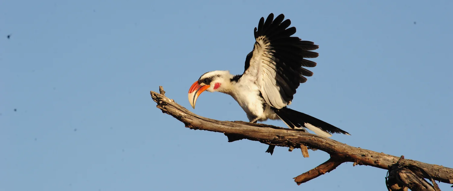 Vonderdeckenshornbill.jpg