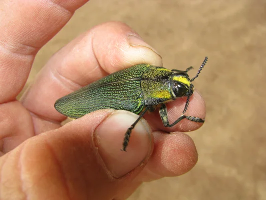 An Emerald For Theresa S