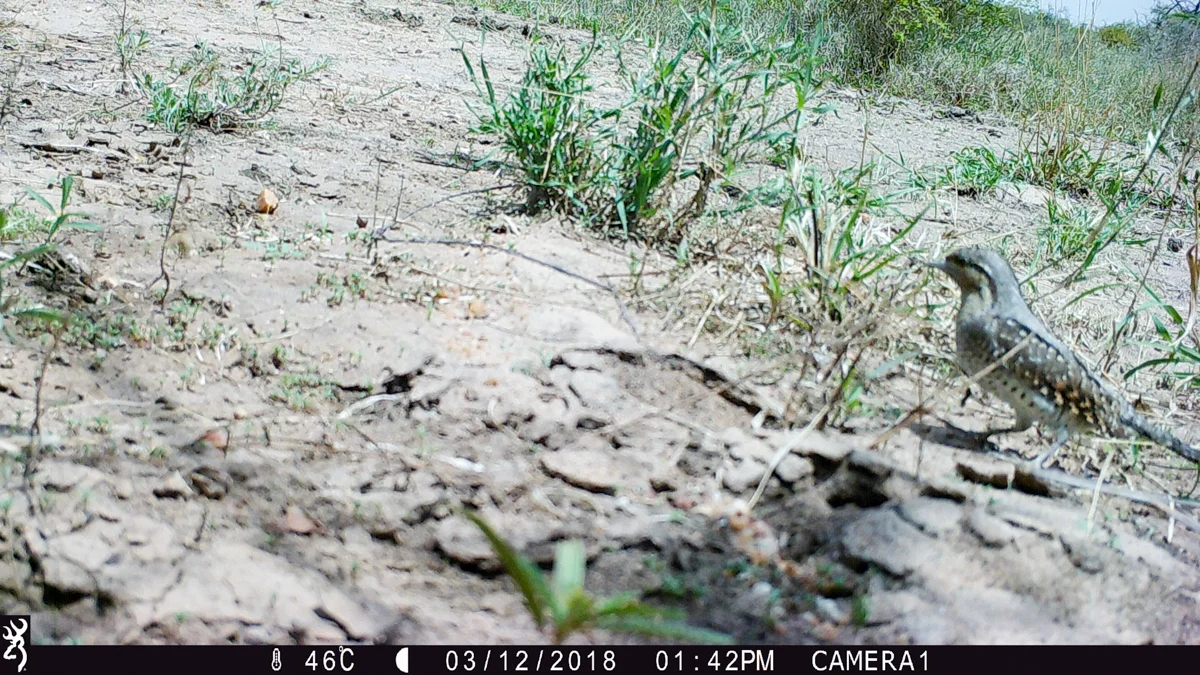 Eurasian Wryneck caught on Camera-Trap