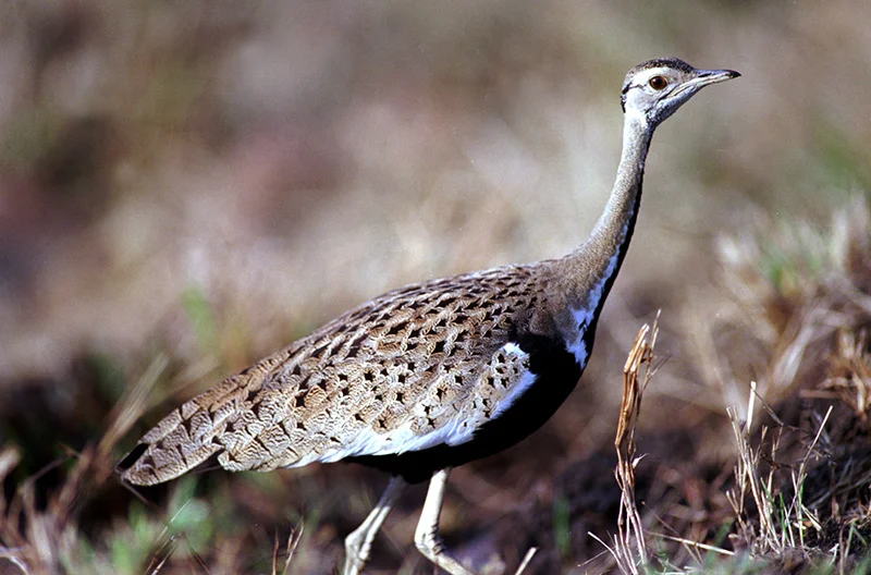 Birds of Laikipia