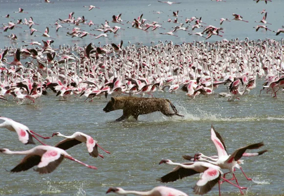 Hyena Hunting Flamingos at Nakuru
