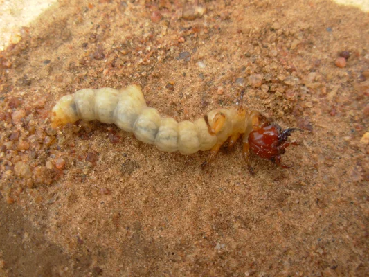 Insect Identification Help