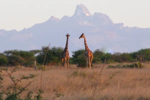 A pretty sunset on Mt. Kenya