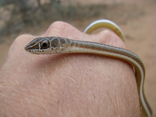 Northern Stripe-bellied Sandsnake