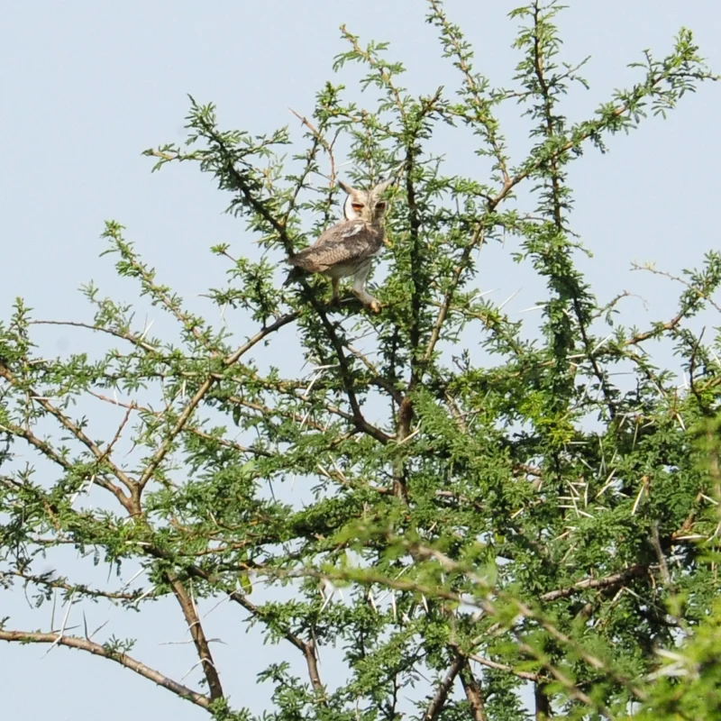White-faced Scops Owl. Another new Species for Tumaren!