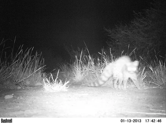 Genet Passing in The Night