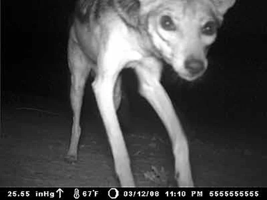 Jackal and Friends at the salt