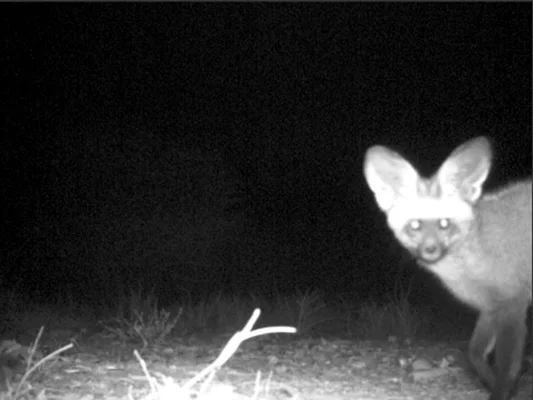 Bat-ears Say Thanks to Theresa