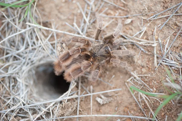 Baboon Spider Revealed