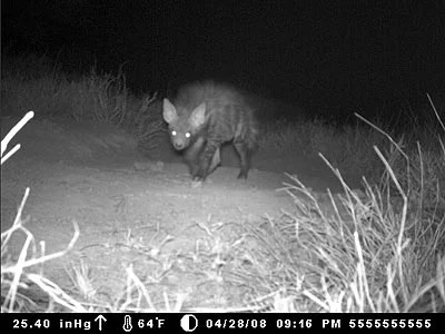 New Large Mammal Recorded at Tumaren