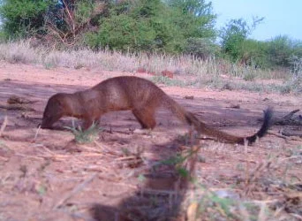 Big Thanks To Wim from Tumaren and the AArdwolves