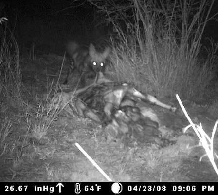 Striped Hyena Caught on Film