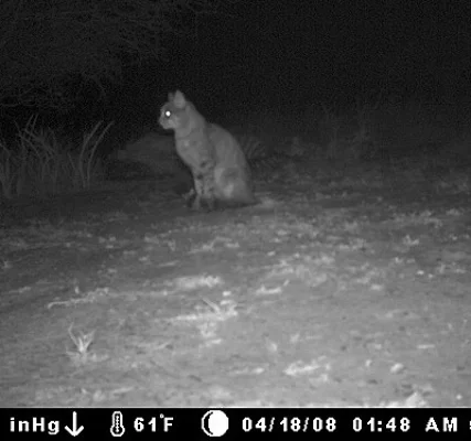 Wildcat - The Original Meow