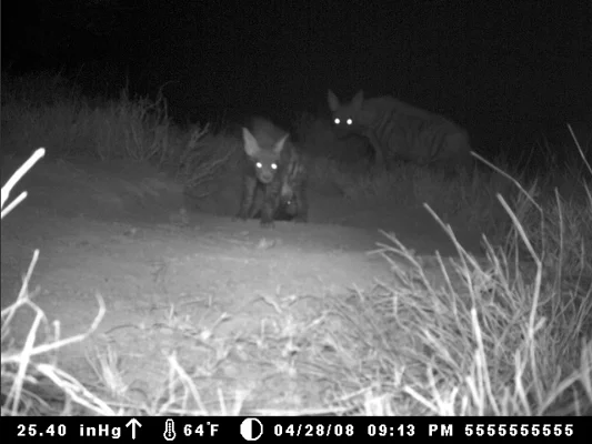 Striped Hyena Confirmed Breeding on Tumaren