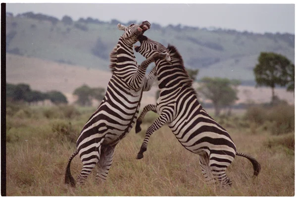 Zebra Stallions Up in Arms