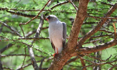 Eastern Chanting Goshawk Nest