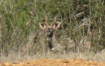 7 Lesser Kudu on Tumaren